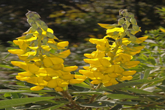 Crotalaria spectabilis